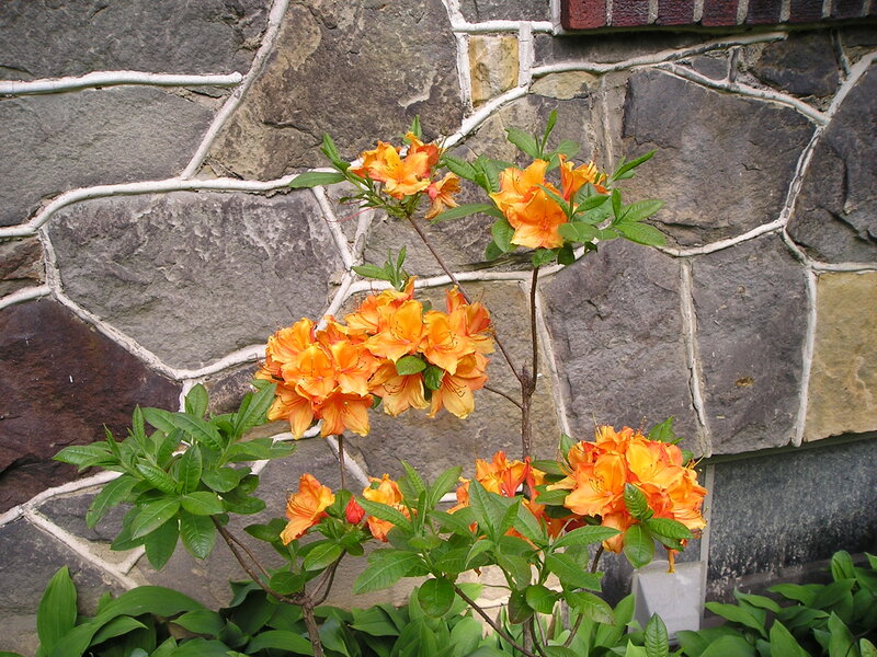 Orange Azalea Flowers — Calm, Spring