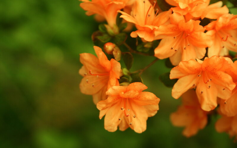 Orange Azalea Flowers — Calm