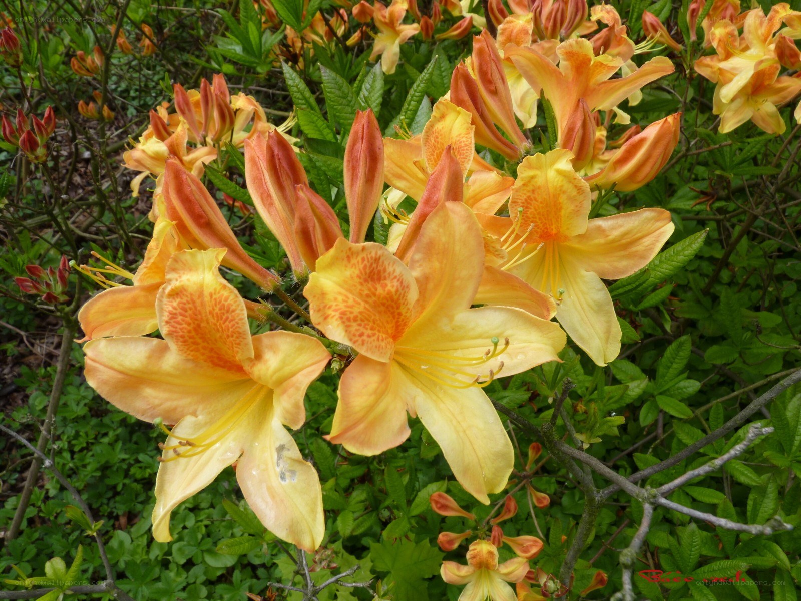 Orange azalea flowers in bloom