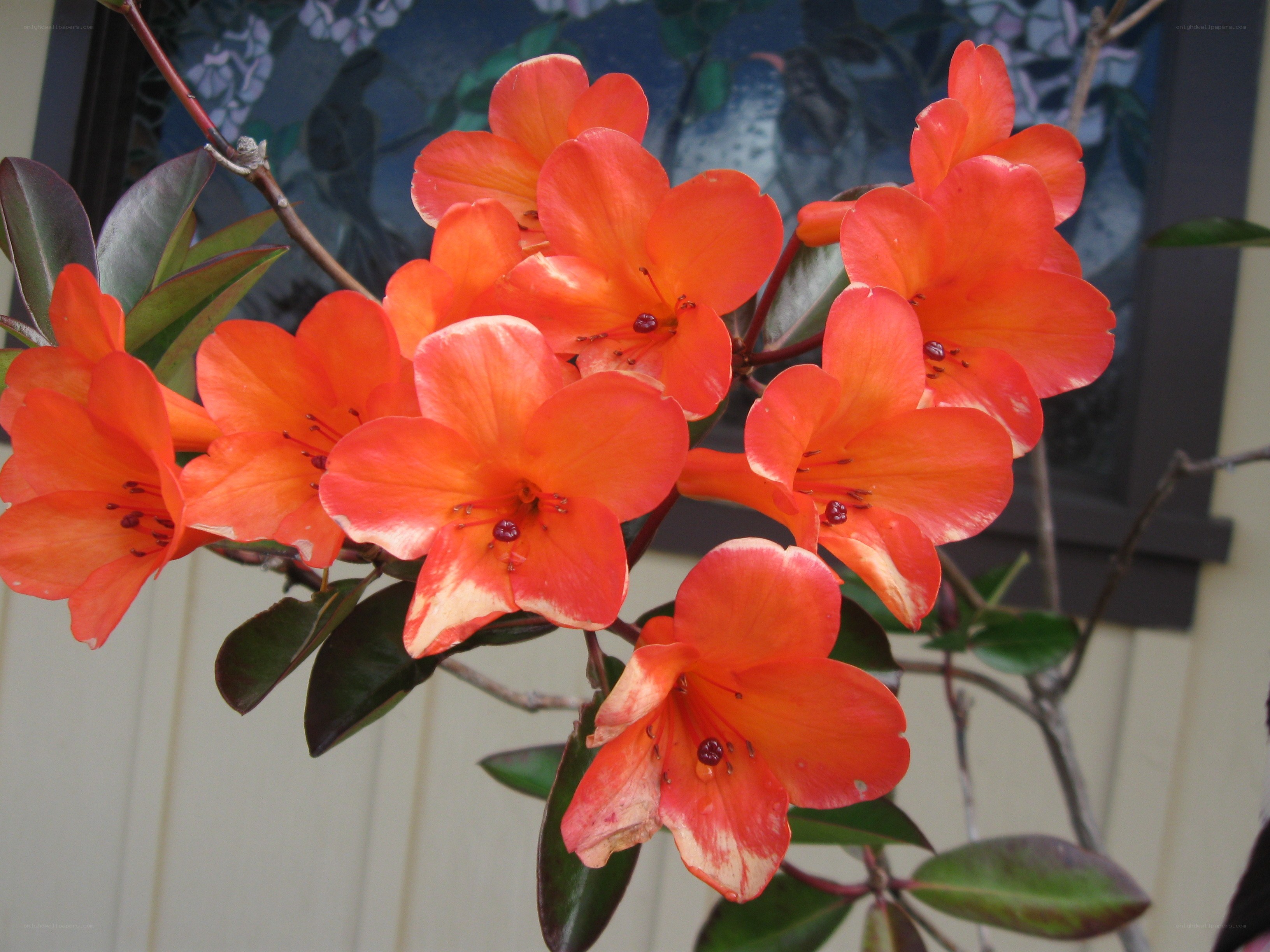 Orange azalea flowers in bloom