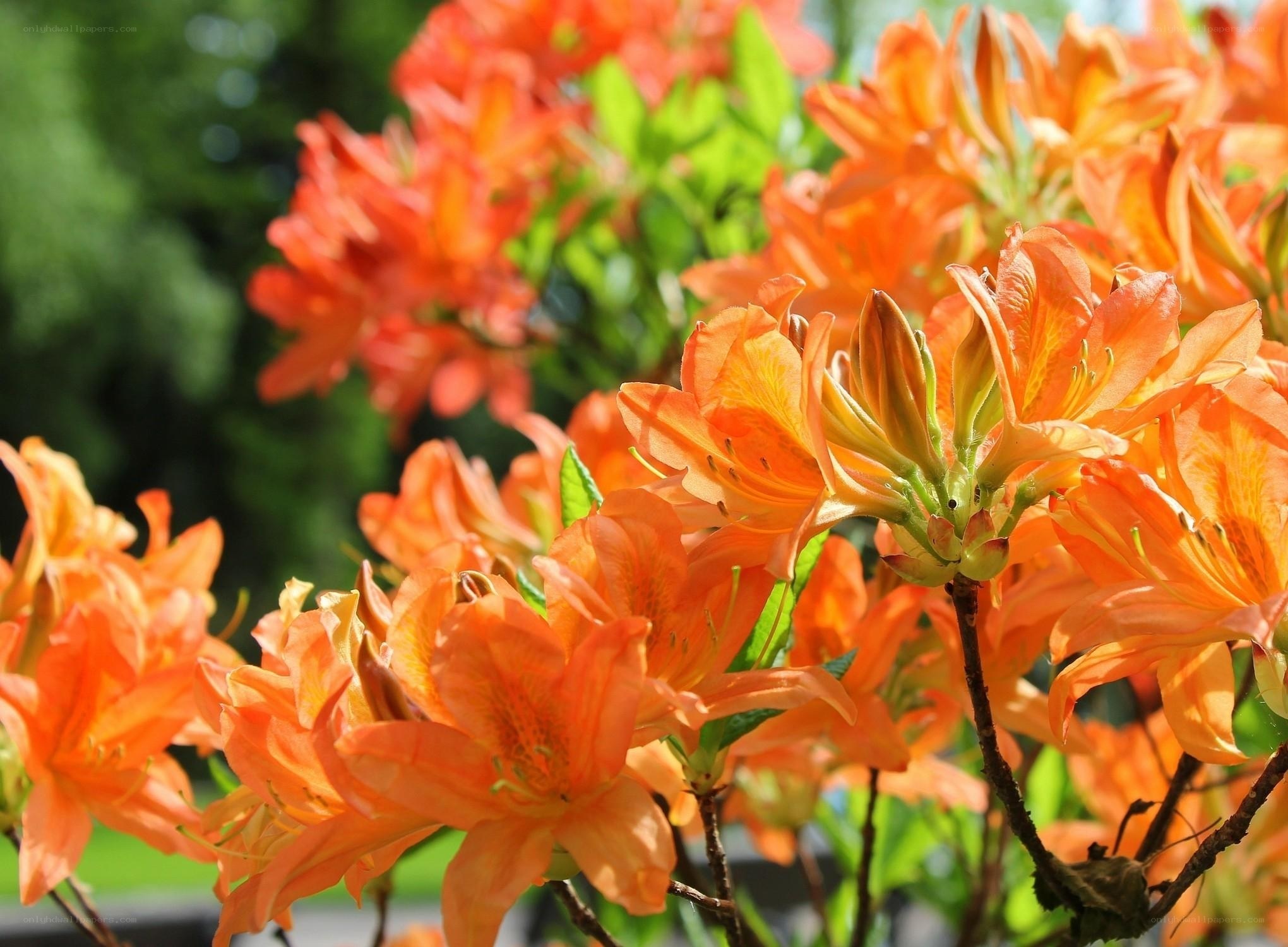 Orange azalea flowers in bloom