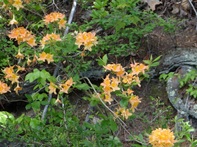 Orange Azalea Flowers — Natural