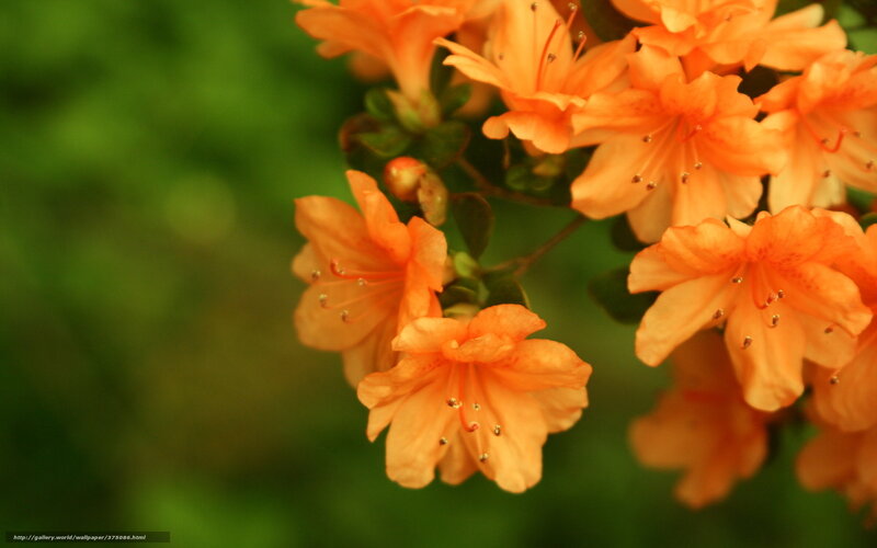 Orange Azalea Flowers — Serene, Photograph