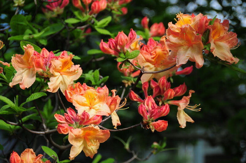 Orange Azalea Flowers — Serene