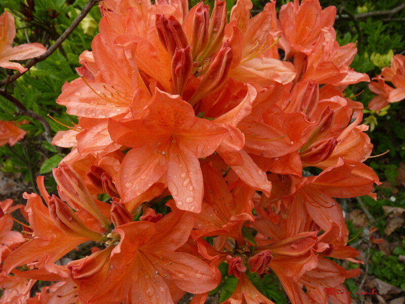 Orange Azalea Flowers