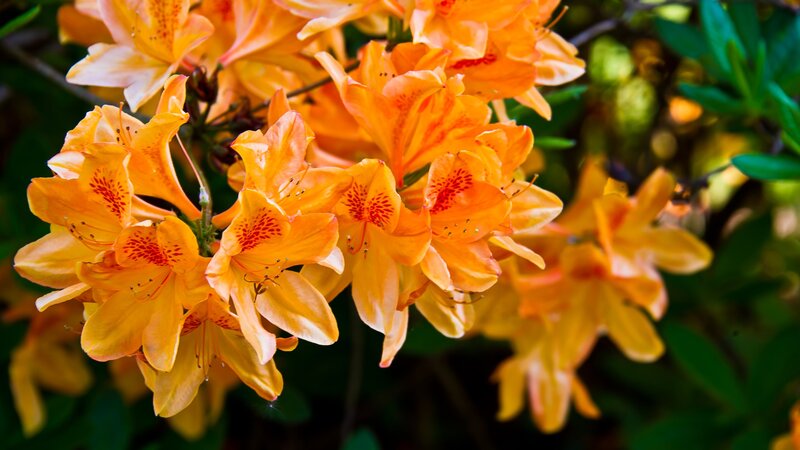 Orange Azalea Flowers — Vibrant, Spring