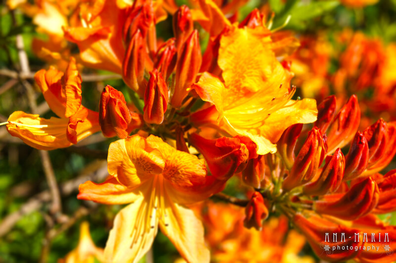 Orange Azalea Flowers — Vibrant
