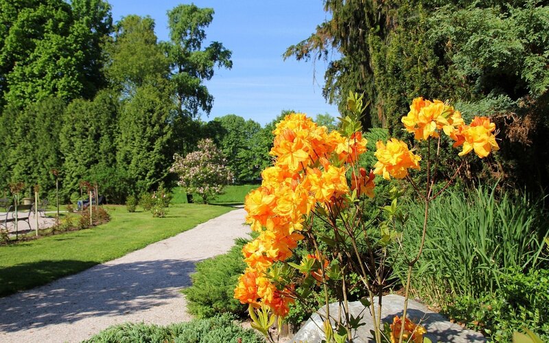 Orange Azalea Flowers — Yellow, Serene