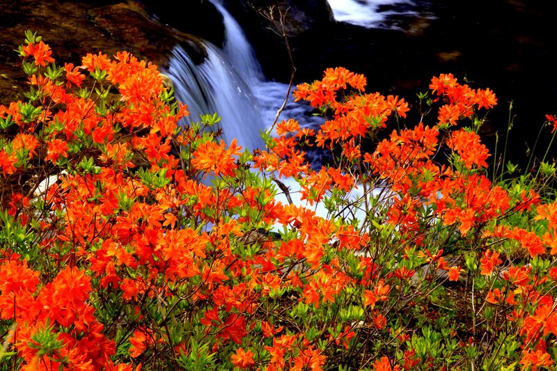Orange Azaleas by Waterfall