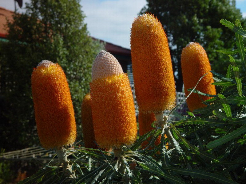Orange Banksia Flowers