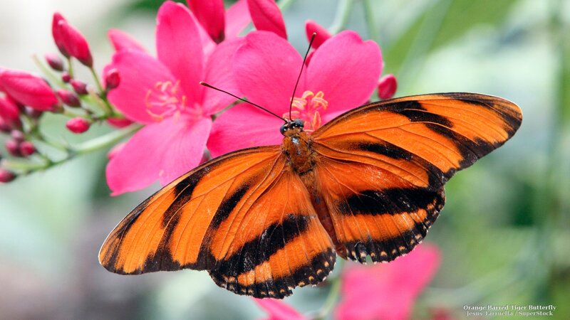 Orange Barred Tiger Butterfly