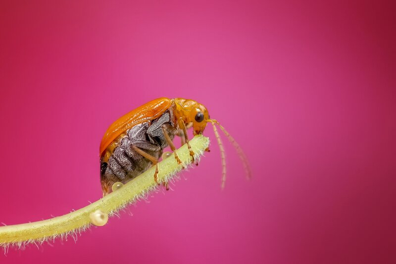 Orange Beetle on Stem