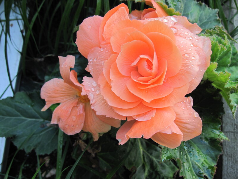Orange Begonia Flower — Calm, Afternoon