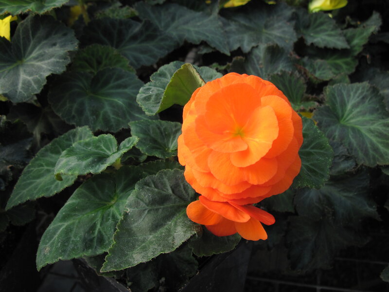 Orange Begonia Flower — Calm