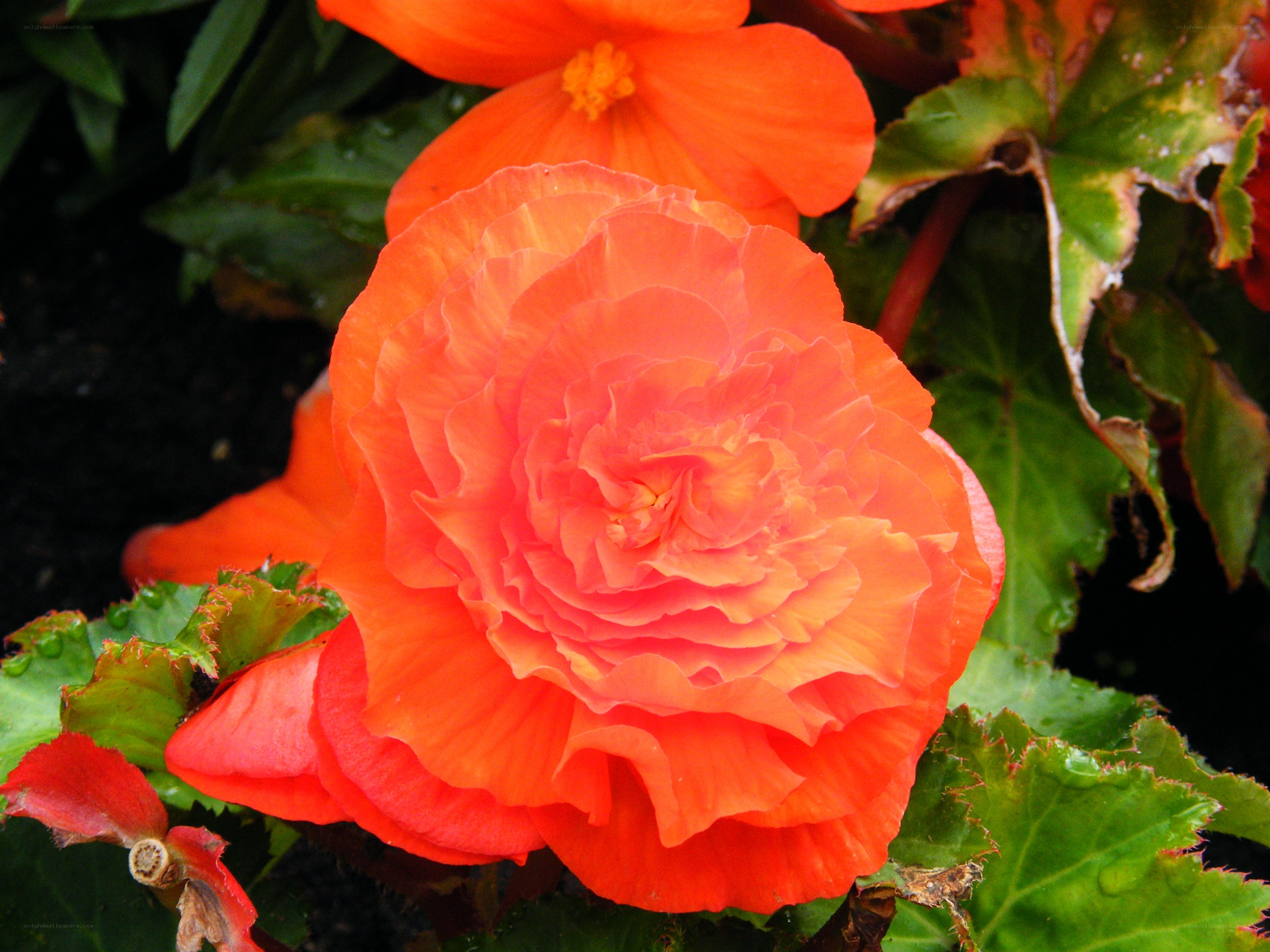 Orange begonia flower close-up