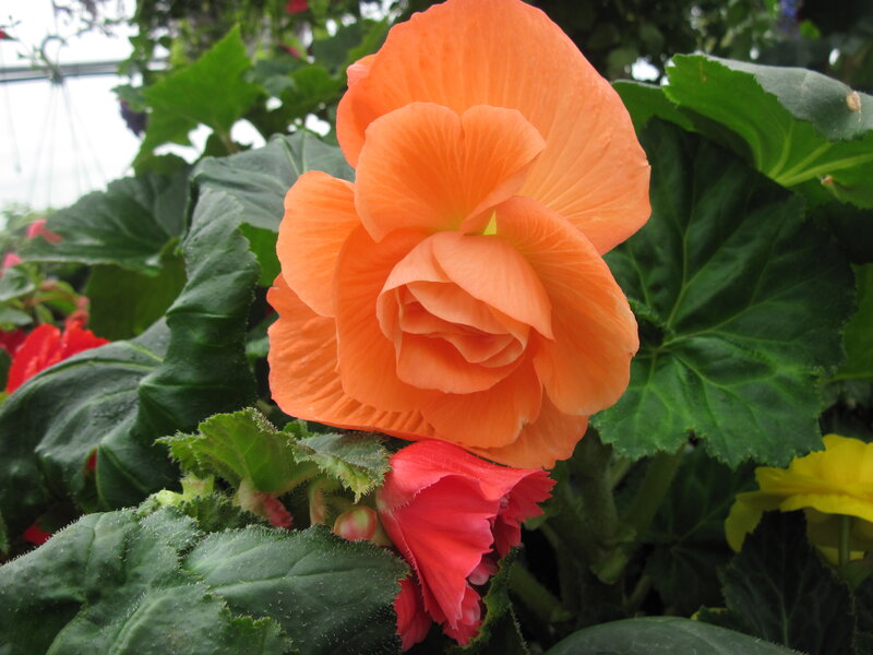 Orange Begonia Flower — Natural