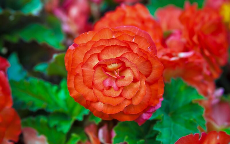 Orange Begonia Flower — Red