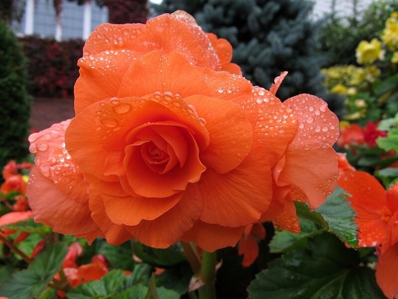 Orange Begonia Flower