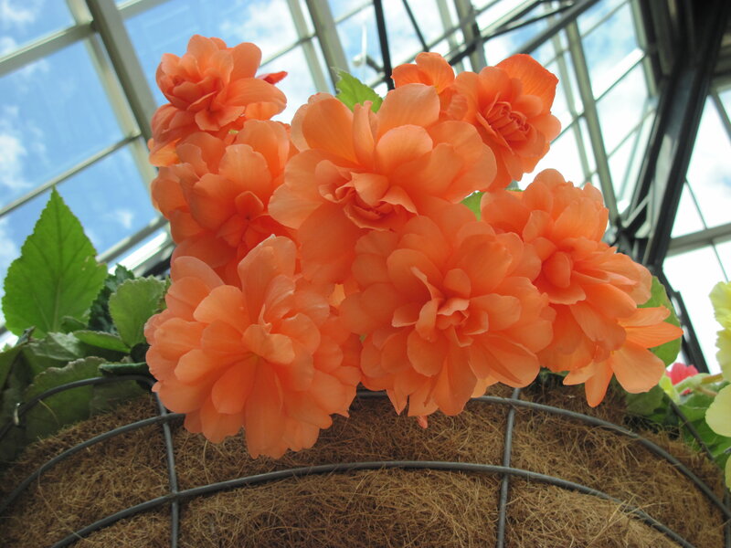 Orange Begonia Flowers — Bright