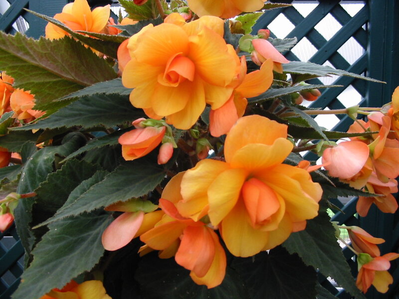 Orange Begonia Flowers — Calm