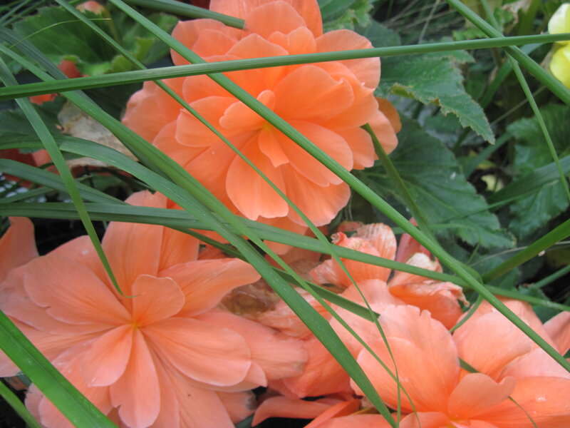 Orange Begonia Flowers — Natural
