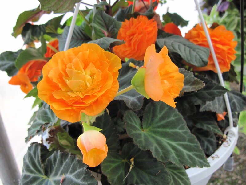 Orange Begonia Flowers
