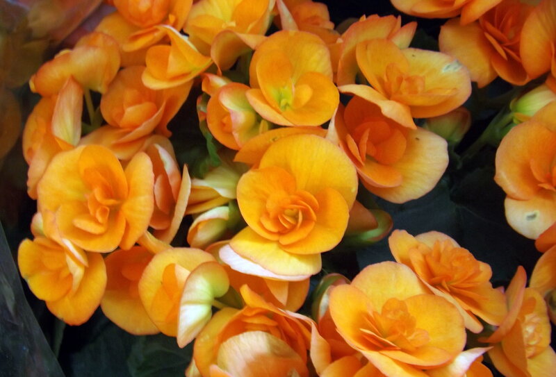 Orange Begonia Flowers — Vibrant