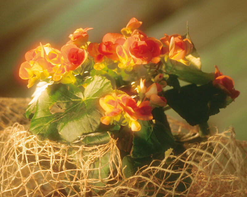 Orange Begonia Flowers — Warm