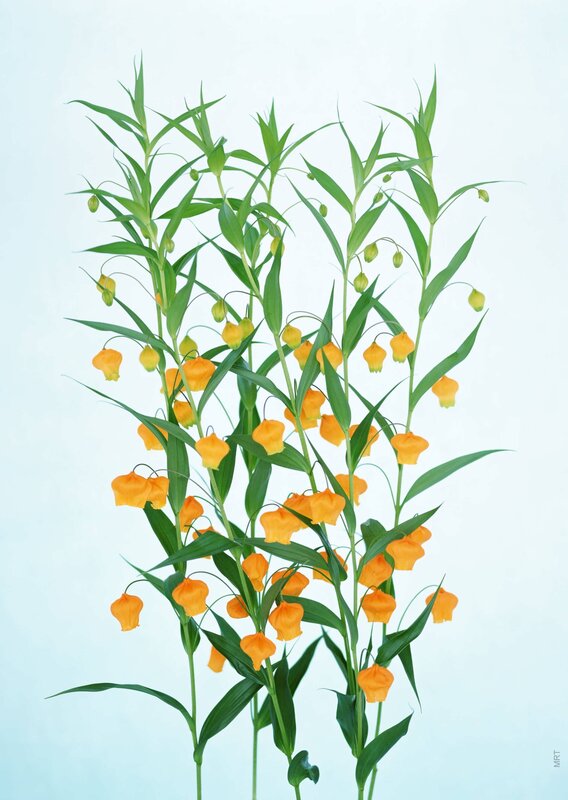 Orange bell-shaped flowers