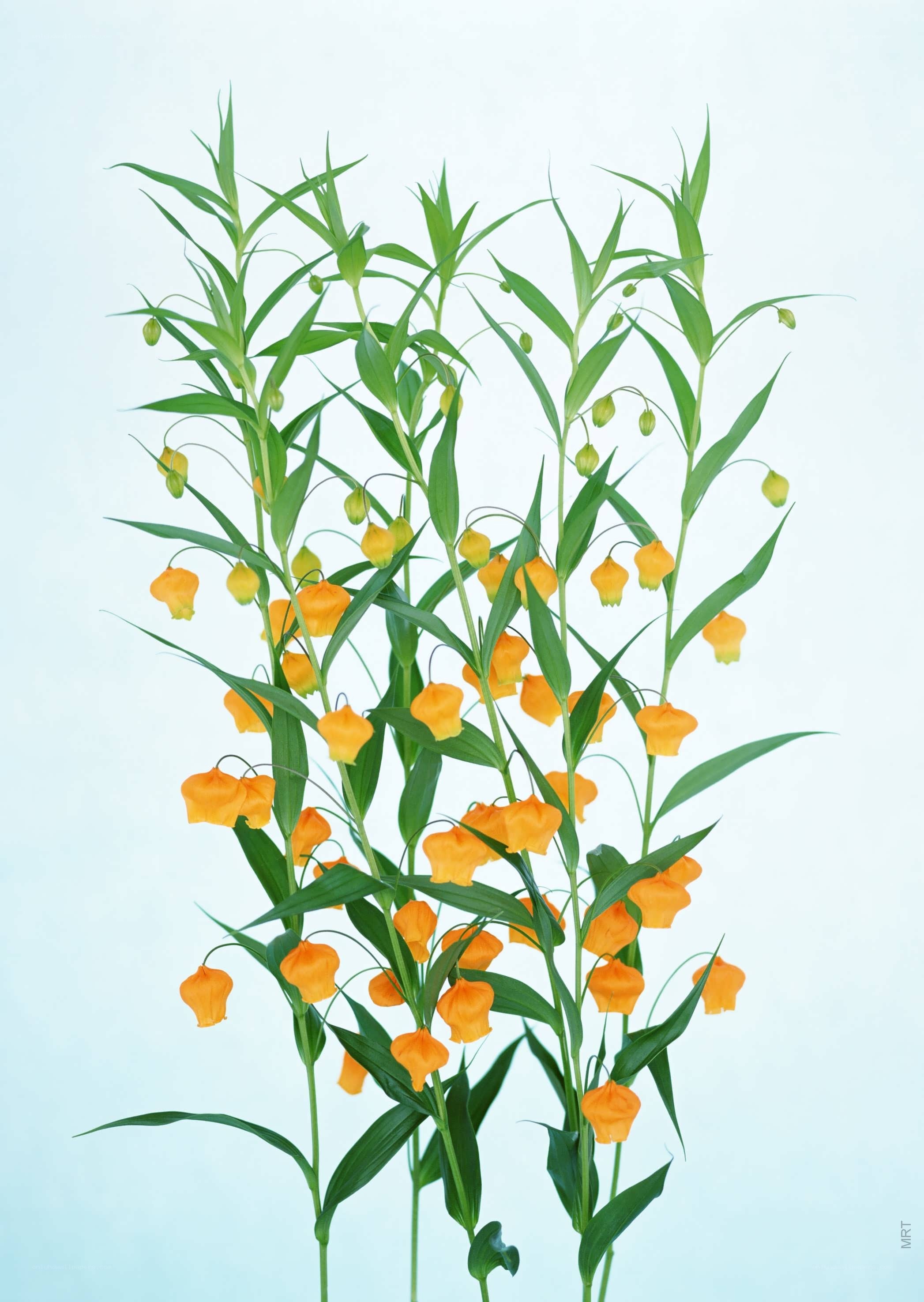 Orange bell-shaped flowers