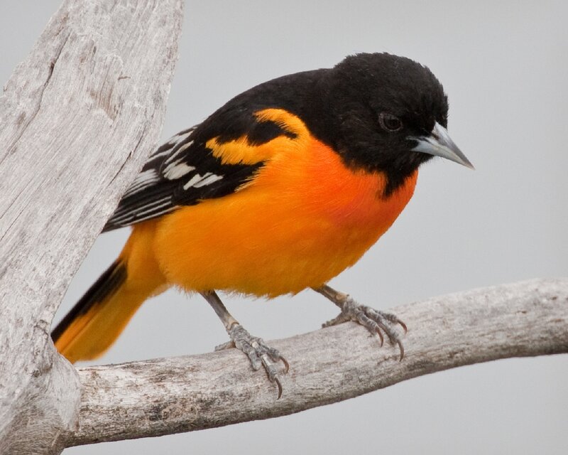 Orange-bellied Bird — Black