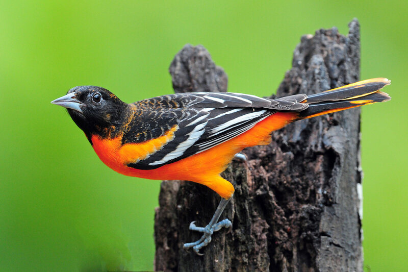 Orange-bellied Bird — Orange, Natural