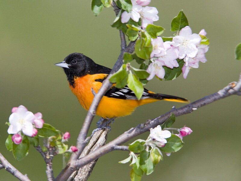 Orange-bellied Bird — Orange