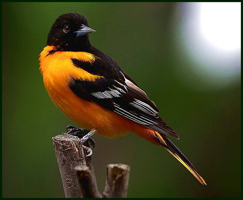 Orange-bellied Oriole