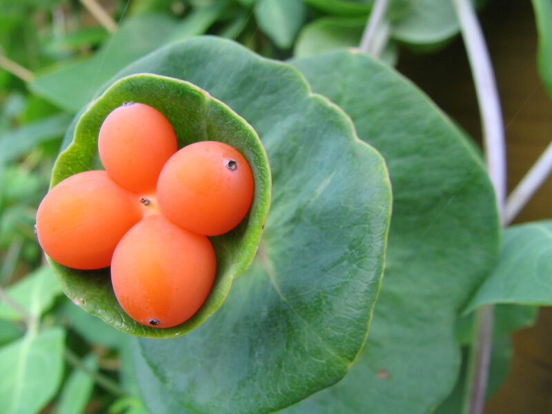 orange berries in green leaf
