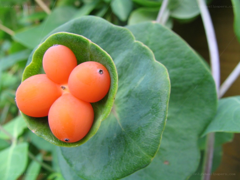 orange berries in green leaf