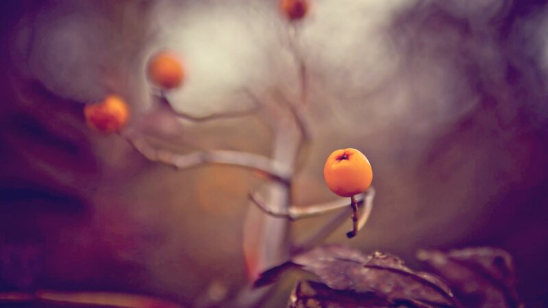 orange berries on a branch