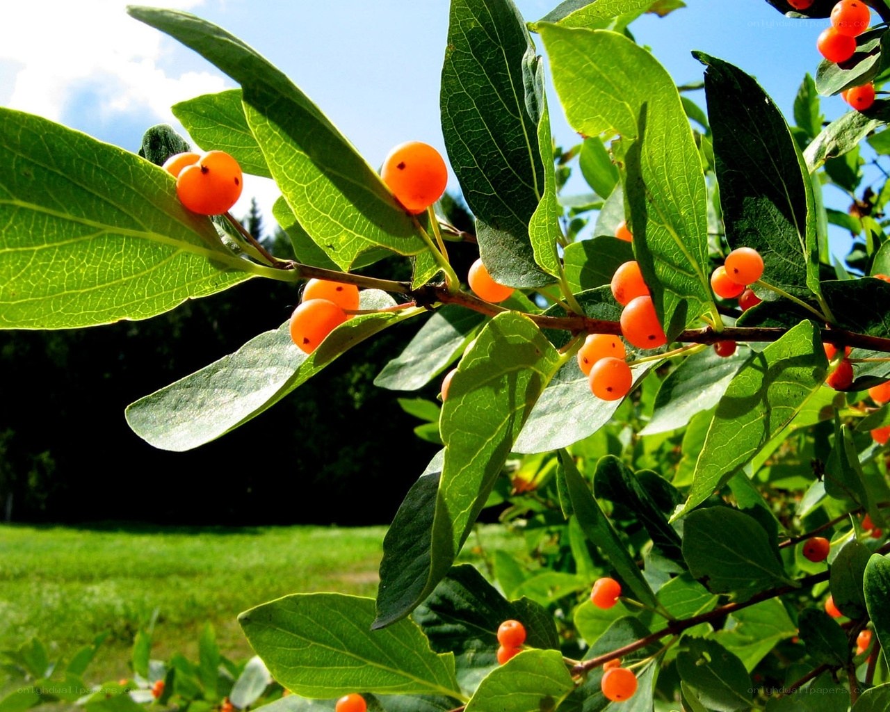 Orange berries on a leafy branch
