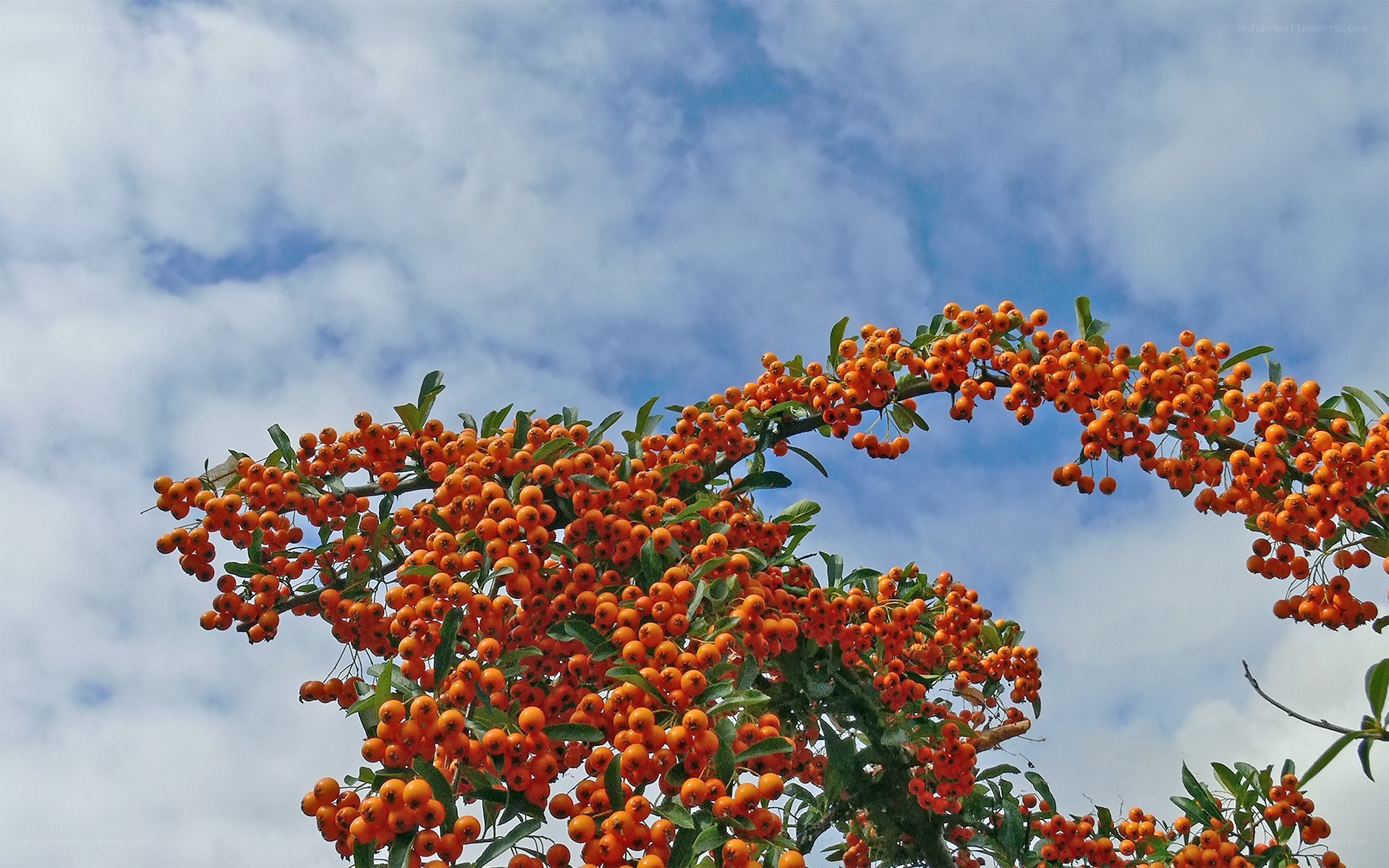 Orange berries on a tree branch