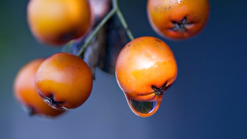 Orange Berries with Water Droplet