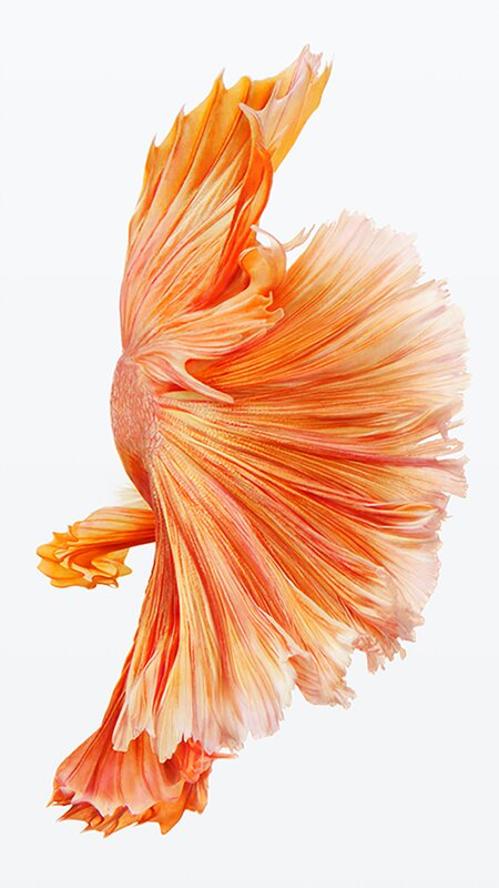 Orange Betta Fish — Serene, Photograph