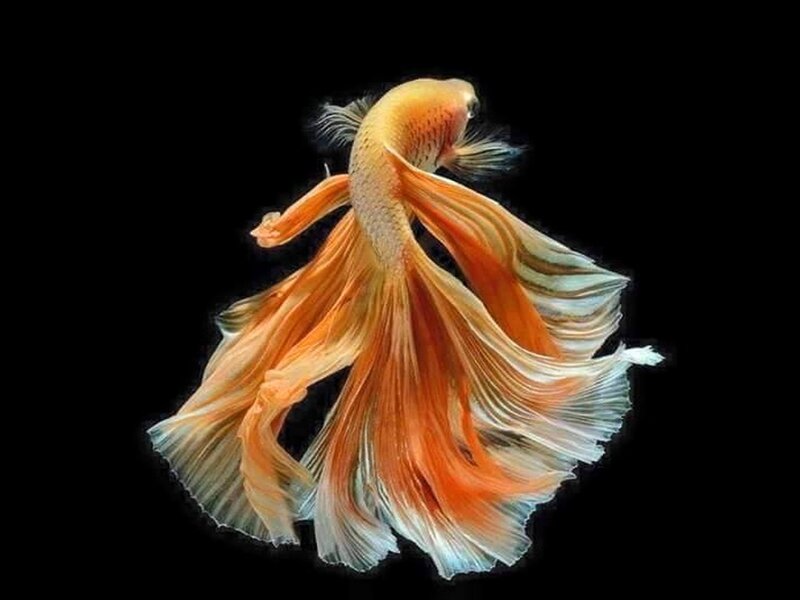 Orange Betta Fish
