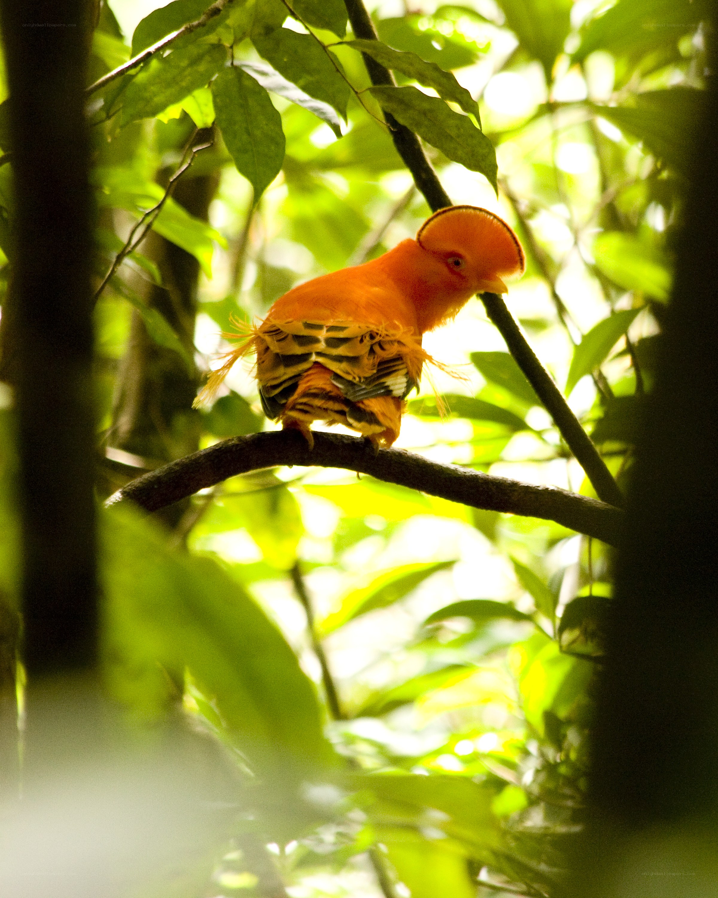 orange bird in forest