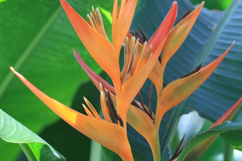 Orange Bird of Paradise Flower
