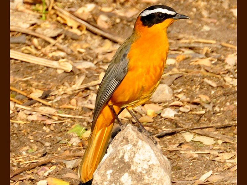 orange bird on a rock