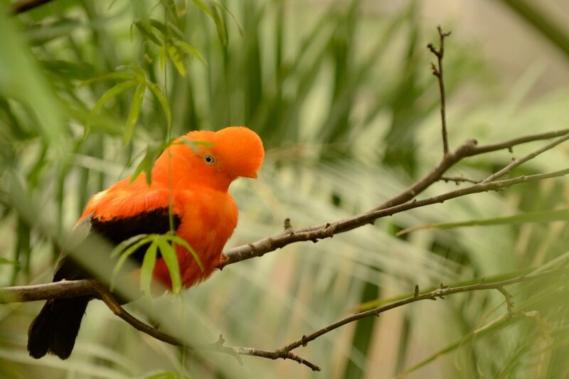 Orange Bird on Branch — Calm, Photograph