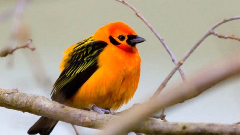 Orange Bird on Branch — Calm