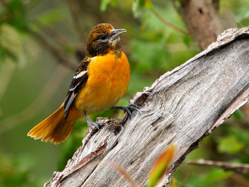 Orange Bird on Branch — Natural