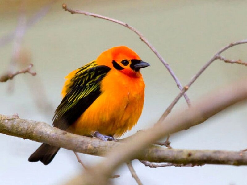 Orange Bird on Branch