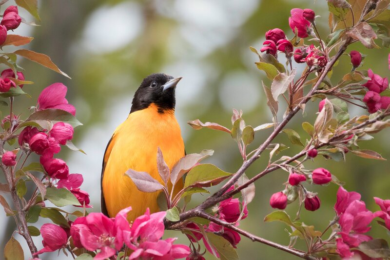 Orange Bird on Branch — Yellow